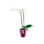 brussels-diamond-orchidee-hoog-12-5cm-kers