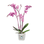 brussels-orchid-12-5cm-trasparente