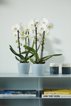 brussels-orchid-12-5cm-trasparente