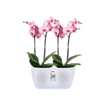 brussels-orchid-duo-25cm-transparente