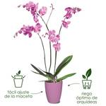 brussels-orchid-high-12-5cm-cherry-red