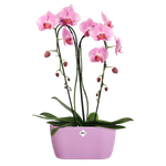 brussels-orchidee-duo-25cm-violet-vif