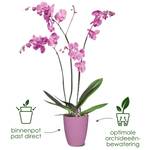 brussels-orchidee-hoog-12-5cm-levendig-violet