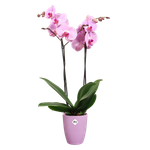 brussels-orchidee-hoog-12-5cm-levendig-violet