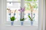 brussels-orchidee-hoog-12-5cm-transparant