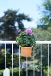green-basics-balconniere-poth-all-in-1-terre-cuite-doux