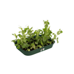 green-basics-grow-tray-m-leaf-green