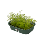 green-basics-grow-tray-s-leaf-green