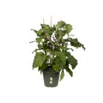 green-basics-growpot-13cm-leaf-green