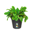 green-basics-growpot-13cm-living-black