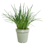 green-basics-growpot-13cm-verde-piedra