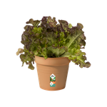 green-basics-growpot-15cm-mild-terra