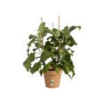 green-basics-growpot-19cm-mild-terra