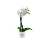 green-basics-orchid-13cm-transparente