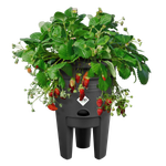 green-basics-strawberry-pot-33cm-living-black