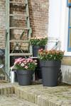green-basics-top-planter-23cm-living-noir