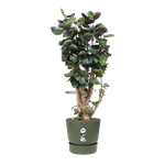 greenville-round-40cm-leaf-green