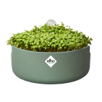 magic-microgreens-blad-groen