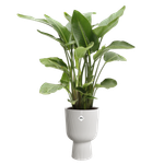 Elho Übertopf Vibes Fold Coupe 30 cm x 29,5 cm x 45 cm Zartrosa kaufen