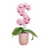 vibes-fold-orchid-high-12-5cm-rosa-smaltato