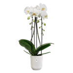 vibes-fold-orchidee-haut-12-5cm-blanc-soie