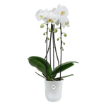 vibes-fold-orchidee-haut-12-5cm-transparent