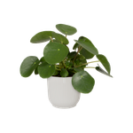 vibes-fold-rund-14cm-seidenweiss
