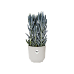 vibes-fold-rund-18cm-seidenweiss