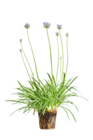 agapanthus-schmucklilien