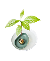 amazing-avocado-floater-leaf-green