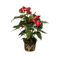 anthurium-scherzerianum-pianta-fenicottero