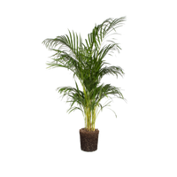 aracea-dypsis-palm-guldpalm
