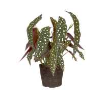 begonia-maculate-stippenplant