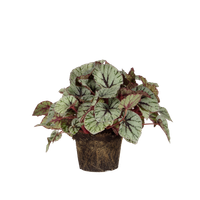 begonia-rex-bladbegonia