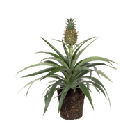 bromelia-corona-plante-ananas