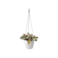 brussels-hanging-basket-18cm-white