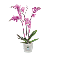 brussels-orchid-12-5cm-transparent