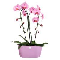 brussels-orchid-duo-25cm-vivid-violet