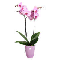 brussels-orchid-high-12-5cm-vivid-violet