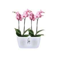 brussels-orchidee-duo-25cm-transparant
