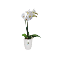 brussels-orchidee-haut-12-5cm-blanc