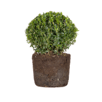 buxus-sempervirens-bosso