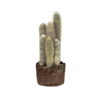 cactus-canarias-cardon