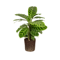 calathea-zebrina-schaduwplant