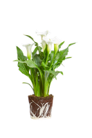 calla-arum-lily