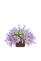 campanula-portenschlagiana-dalamtian-bellflower