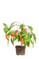 capsicum-annuum-chilipflanze