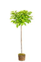 catalpa-bignonioides-gruner-trompetenbaum