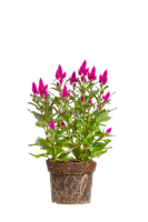 celosia-deep-purple-woolflower