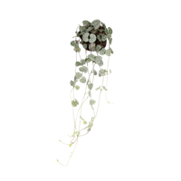 ceropegia-woodii-lantaarnplant